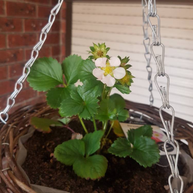 Plant image Brachyscome 'Strawberry Pink'