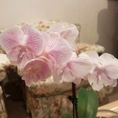 Phalaenopsis