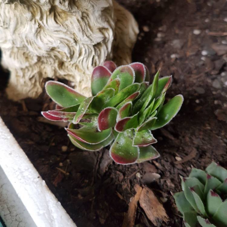 Plant image Crassula Ciliata