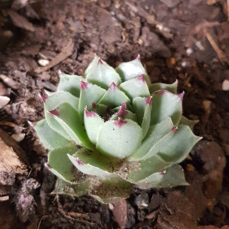 Plant image Sempervivum Calcareum Extra