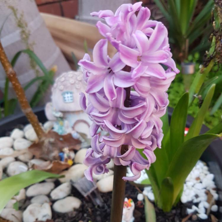 Plant image Hyacinthus orientalis 'Ostara'