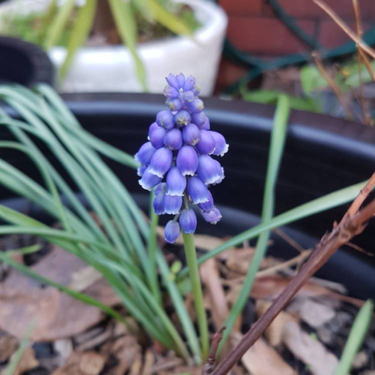 Plant image Muscari armeniacum 'Heavenly Blue'