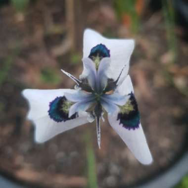 Moraea aristata