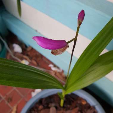 Spathoglottis plicata - Purple