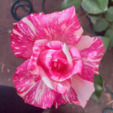 Rosa 'Candy Stripe