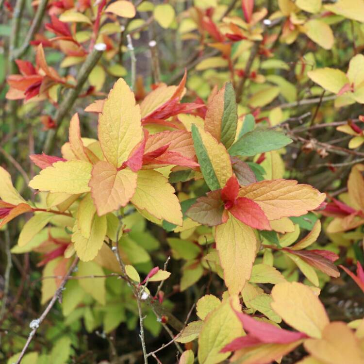 Plant image Spiraea japonica 'Goldflame' syn. Spiraea x bumalda 'Goldflame'