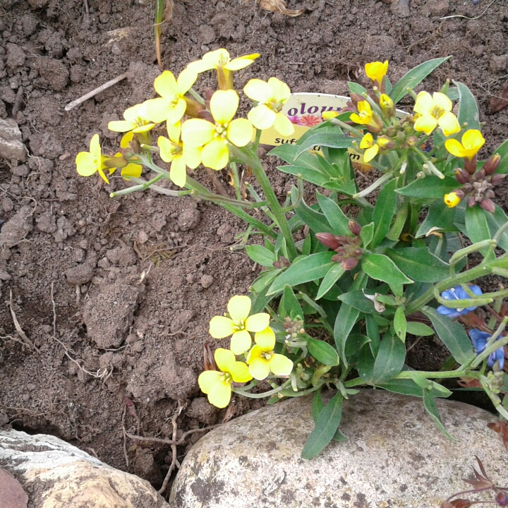 Plant image Erysimum cheiri 'Gold Dust' syn. Erysimum 'Gold Staub'