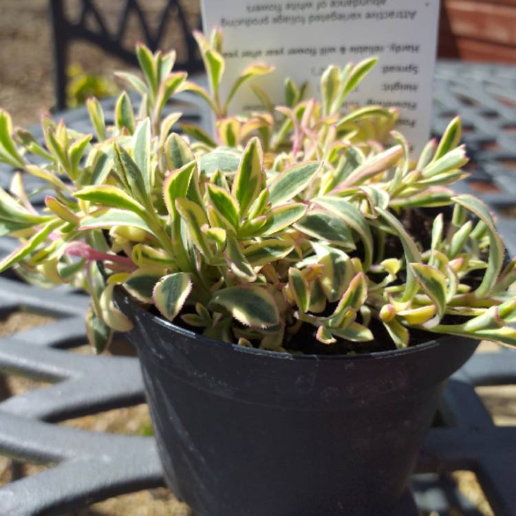 Plant image Silene 'Druett's Variegated'