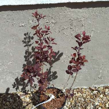 Cotinus coggygria 'Lilla'