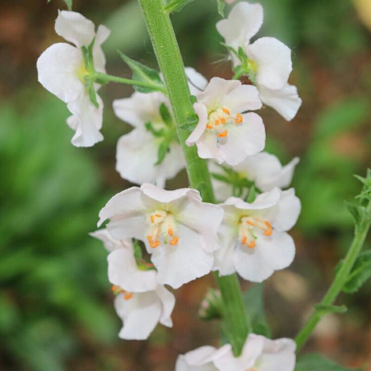 Plant image Verbascum phoeniceum Hybrid mix