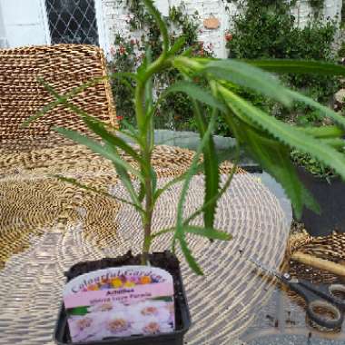 Achillea sibirica subsp. camschatica 'Love Parade'