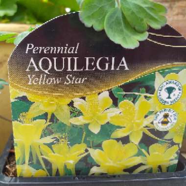 Aquilegia 'Yellow Star' (Star Series)