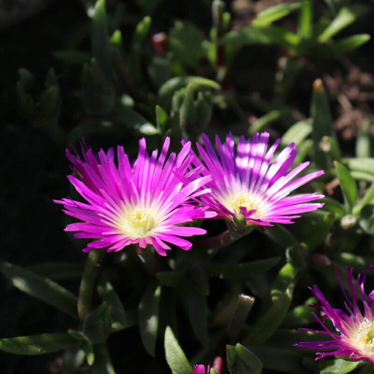 Plant image Delosperma sutherlandii