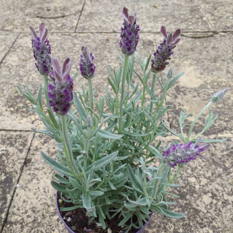 Plant image Lavandula stoechas 'Silver Anouk' (Anouk Series)