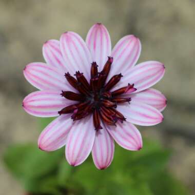 Osteospermum 'Erato Double Rose'