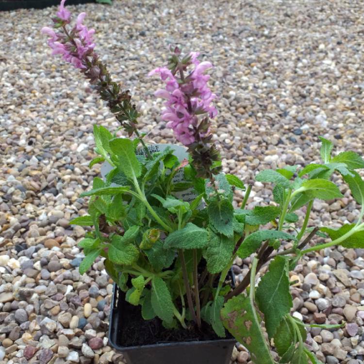 Plant image Salvia x sylvestris 'Rose Queen'