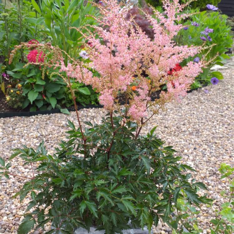 Plant image Astilbe simplicifolia 'Hennie Graafland'