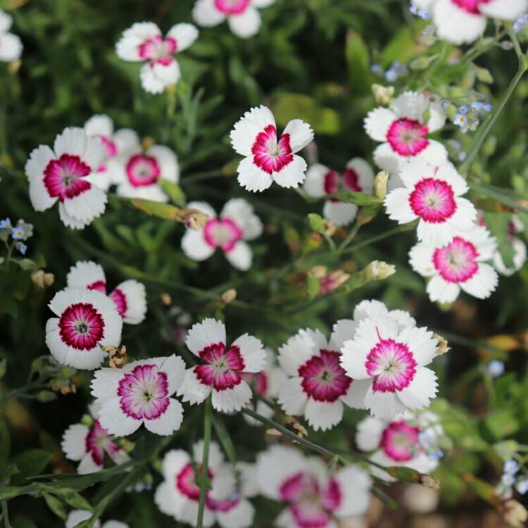 Plant image Dianthus deltoides 'Arctic Fire'