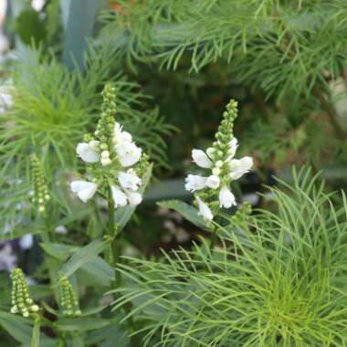 Physostegia virginiana 'Summer Snow'