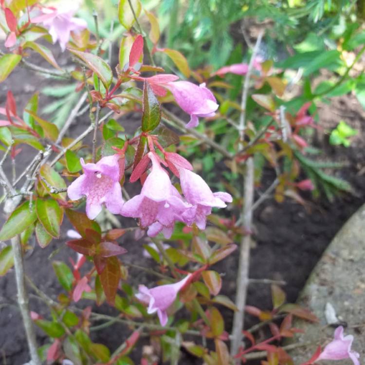 Plant image Linnaea 'Edward Goucher' syn. Abelia 'Edward Goucher'