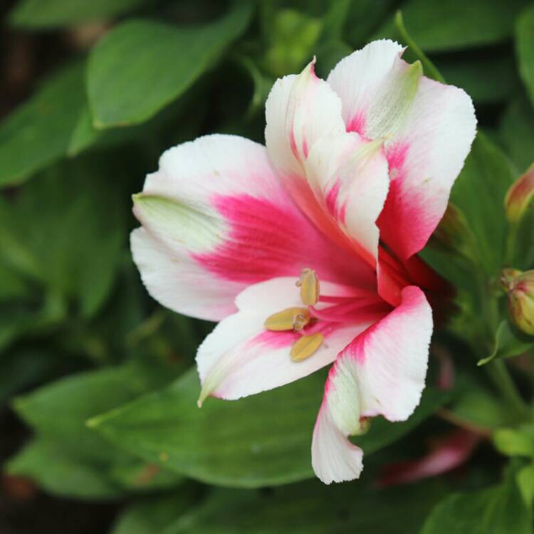 Plant image Alstroemeria 'Tesheartin' (Inticancha Series) syn. Alstroemeria 'Inticancha White Pink Heart'