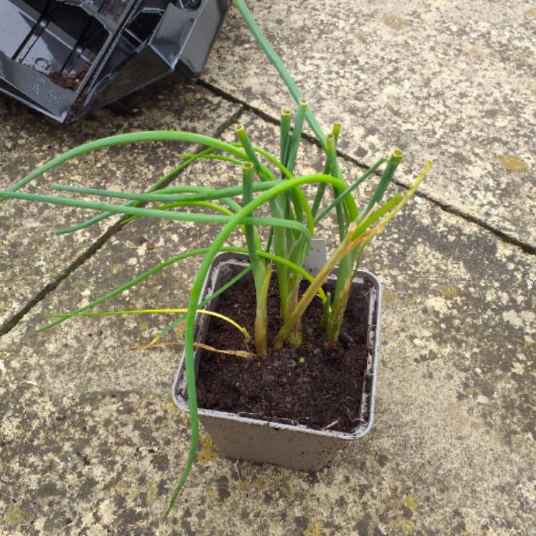 Plant image Allium schoenoprasum 'Forescate'