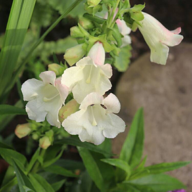 plant image 1120887