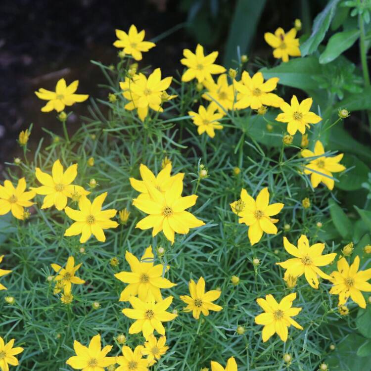 Plant image Coreopsis verticillata 'Zagreb'