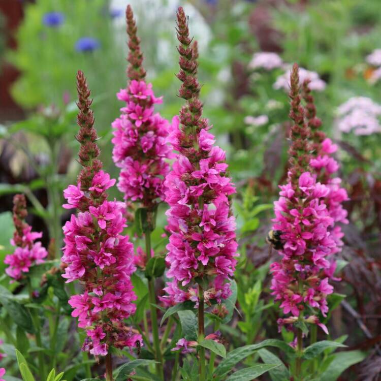 Plant image Lythrum salicaria 'Robert'