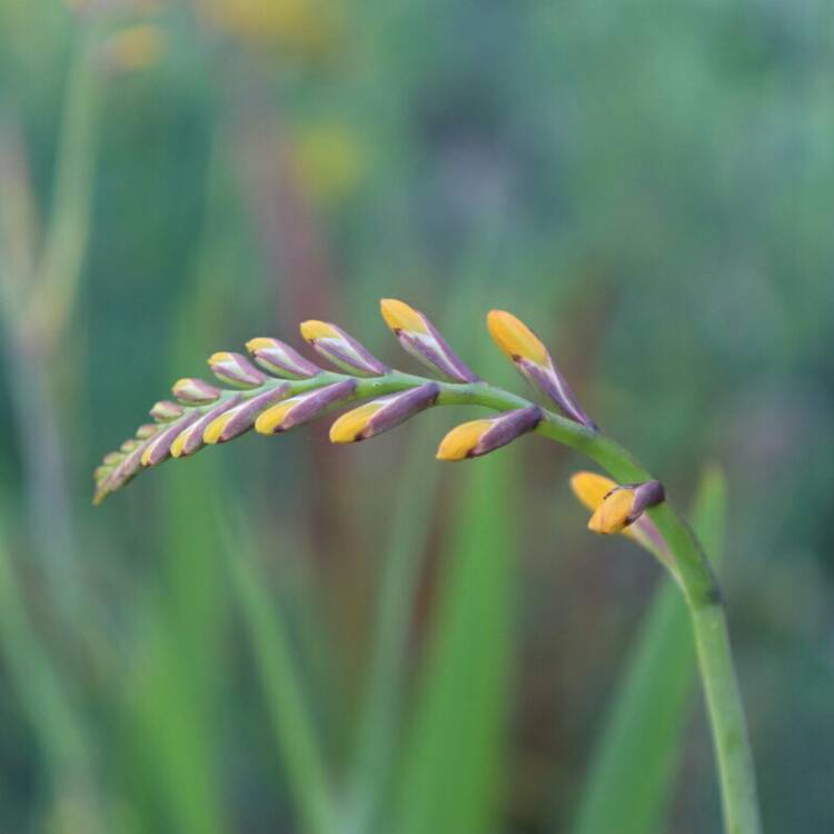 Plant image Crocosmia x crocosmiiflora 'Norwich Canary'