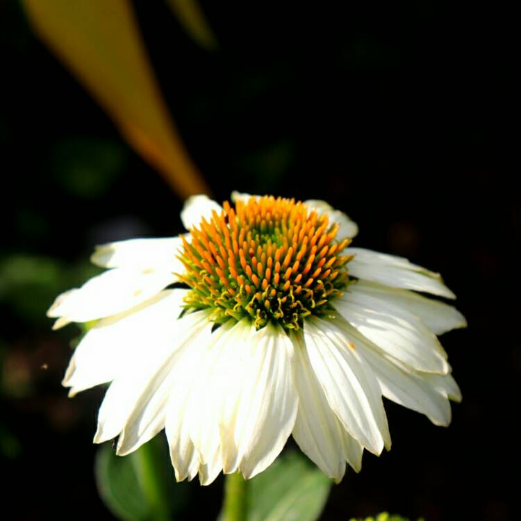 Plant image Echinacea purpurea 'Pas709018' (PowWow Series) syn. Echinacea 'PowWow White'