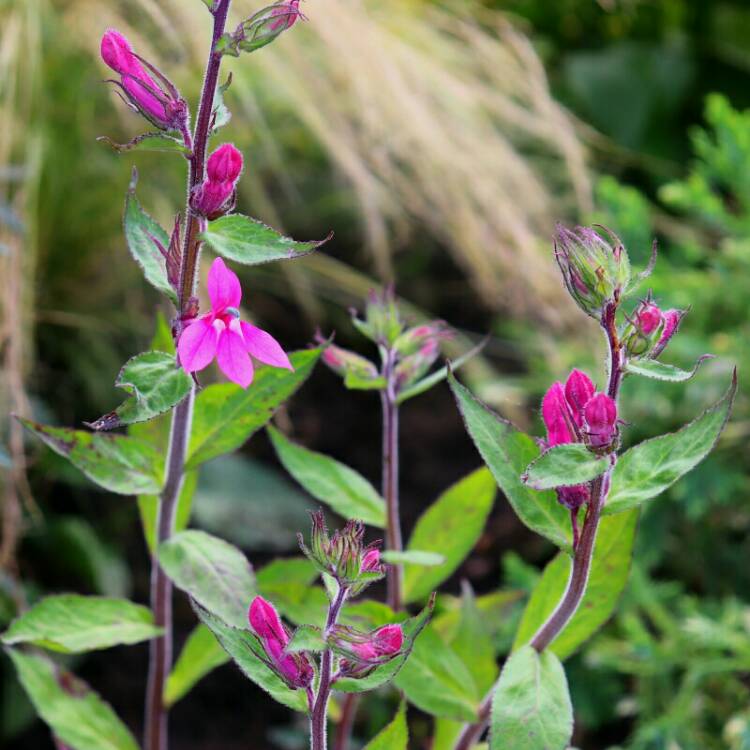 Plant image Lobelia x speciosa