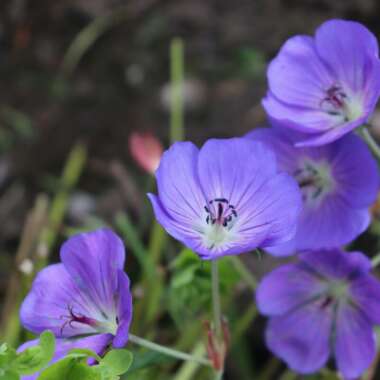 Geranium 'Gerwat' syn. Geranium 'Rozanne'