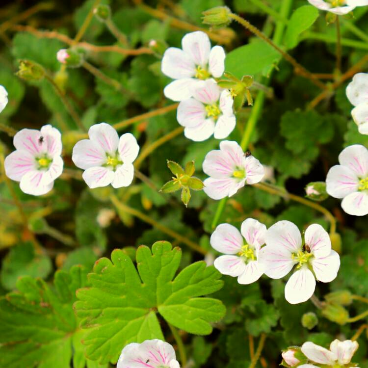 Plant image Erodium reichardii 'Album'