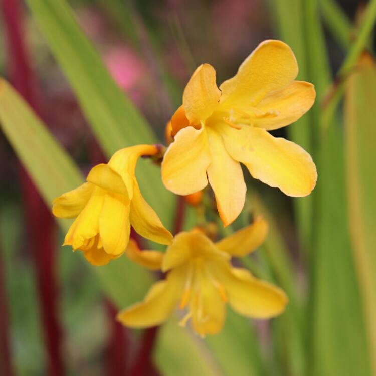 Plant image Crocosmia x crocosmiiflora 'Buttercup'