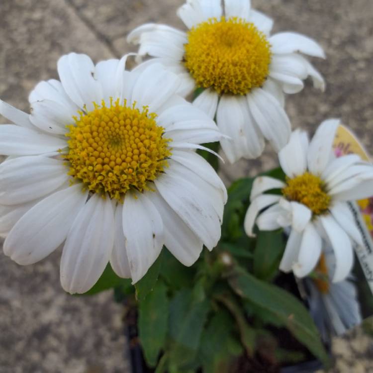 Plant image Leucanthemum x superbum 'Snow Lady'