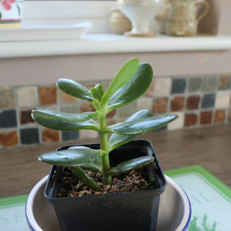 Plant image Crassula ovata 'Convoluta'