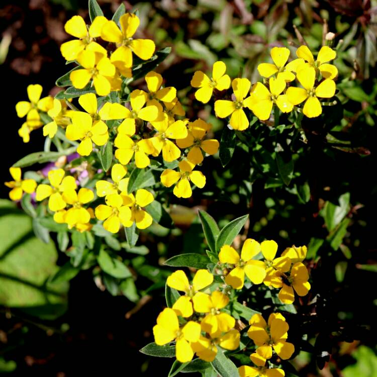 Plant image Erysimum cheiri 'Gold Dust' syn. Erysimum 'Gold Staub'