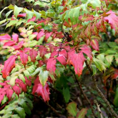 Mahonia