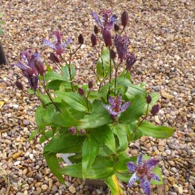 Tricyrtis formosana