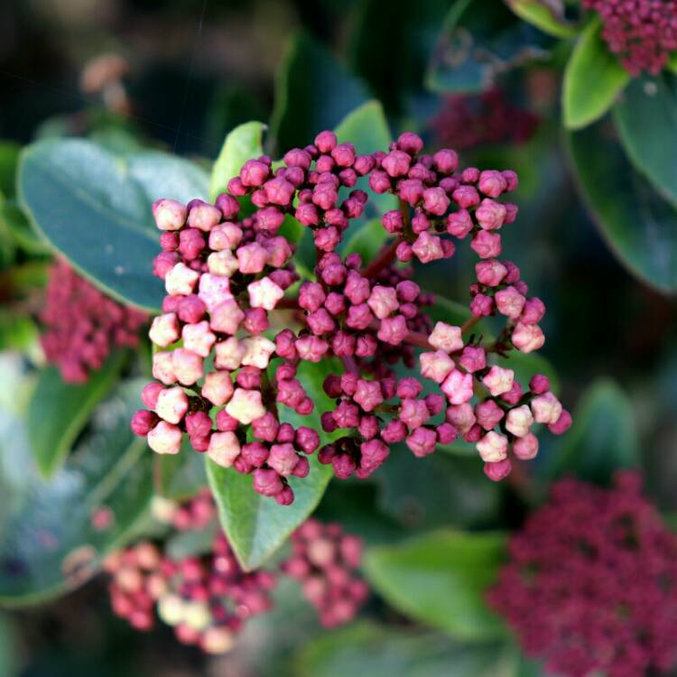 Plant image Viburnum tinus 'Lisarose'