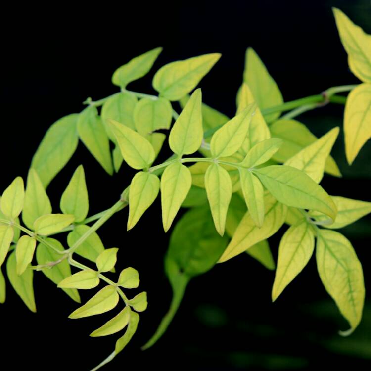 Plant image Jasminum Officinale 'Fiona Sunrise'