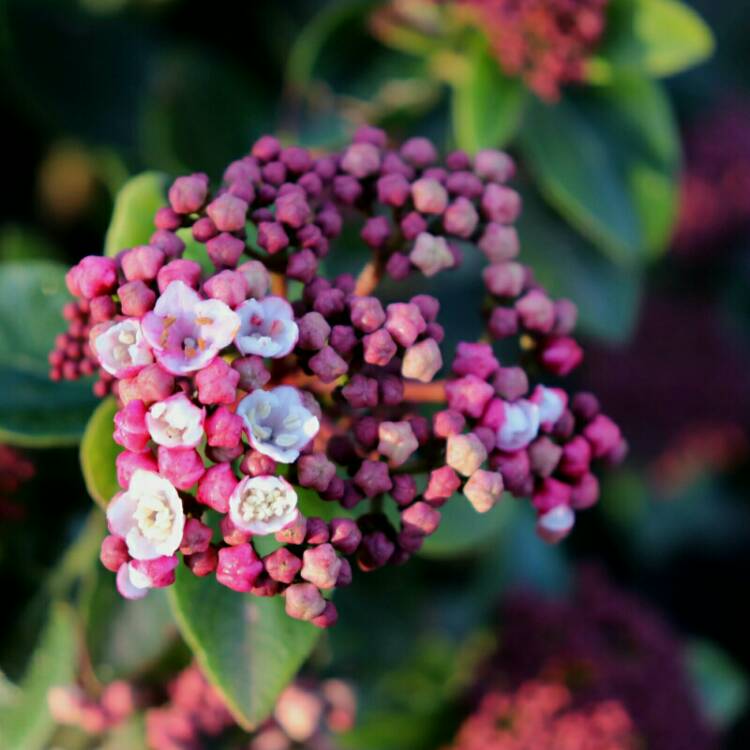 Plant image Viburnum tinus 'Lisarose'