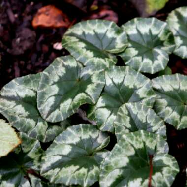 Cyclamen