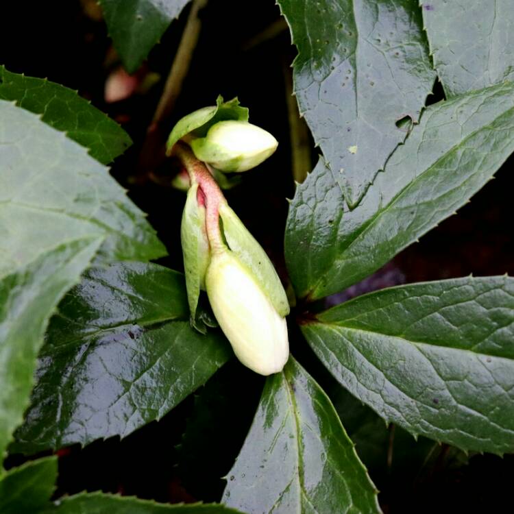 plant image 1204113