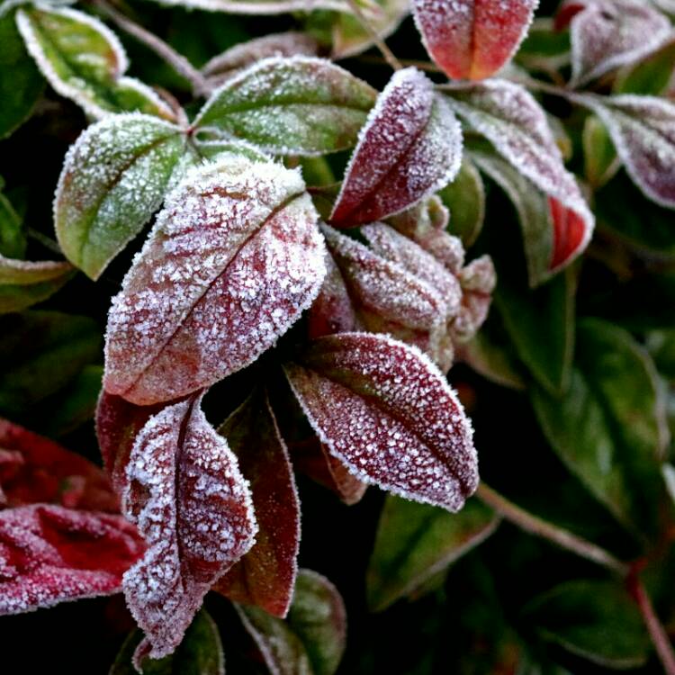 Plant image Nandina domestica 'Fire Power'