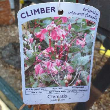 Clematis 'Carol Klein'