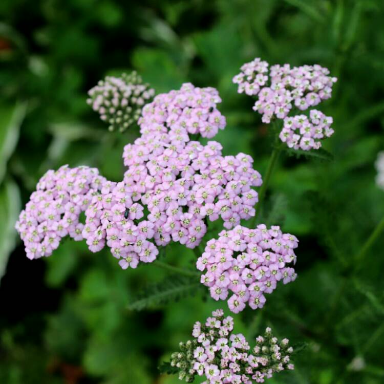 plant image 1210820