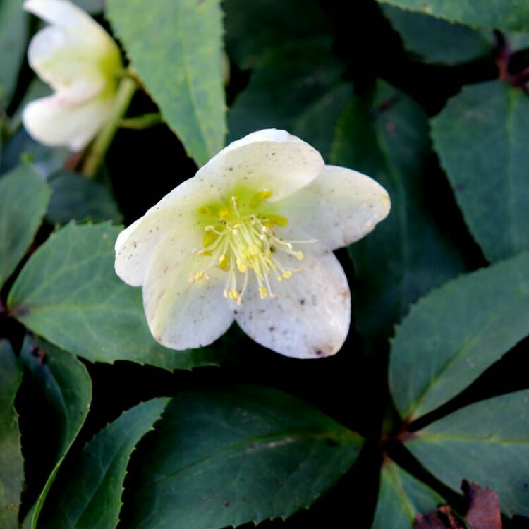 plant image 1211113