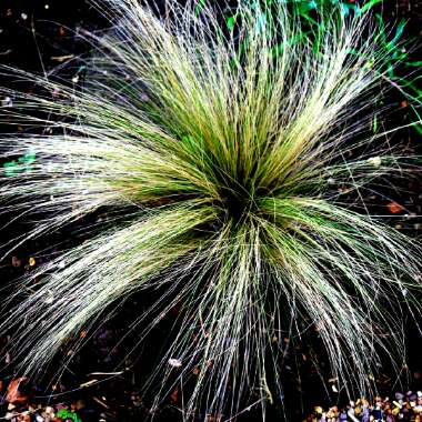 Nassella tenuissima syn. Stipa tenuissima